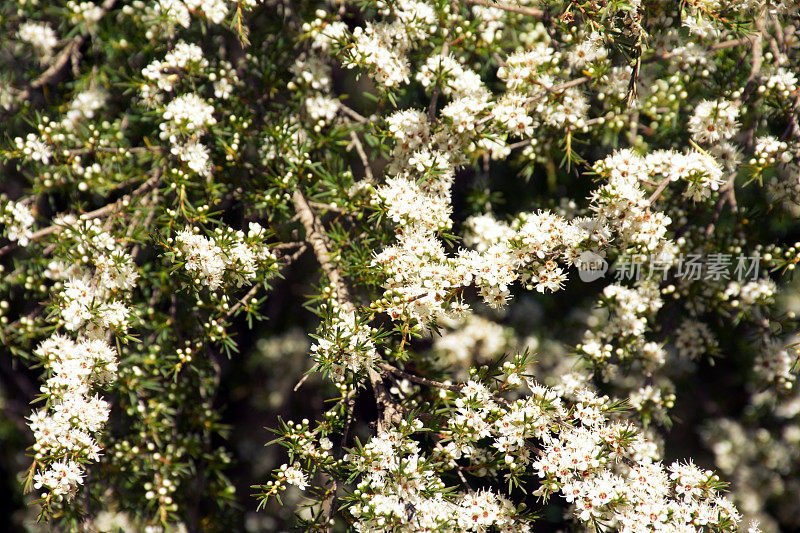 Kanuka (Kunzea ericoides)茶树